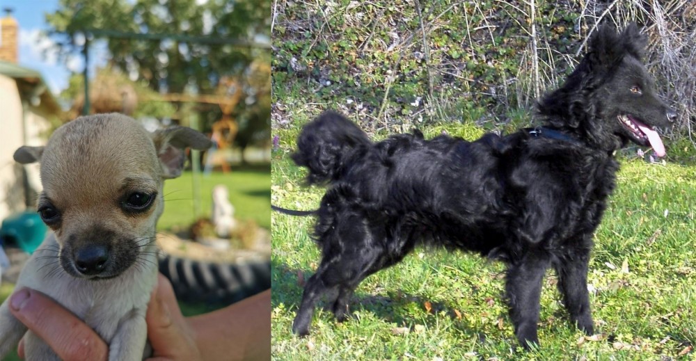 Mudi vs Chihuahua - Breed Comparison