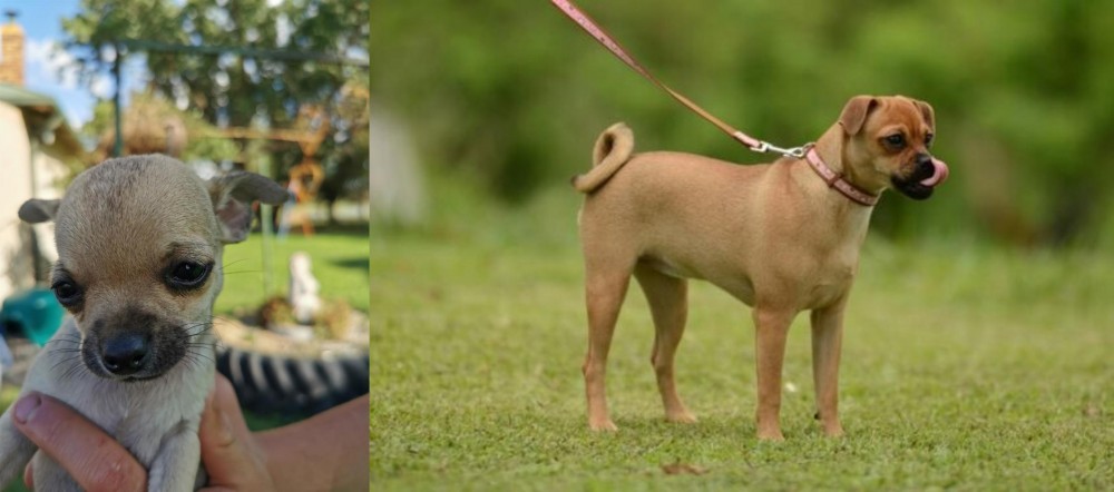 Muggin vs Chihuahua - Breed Comparison