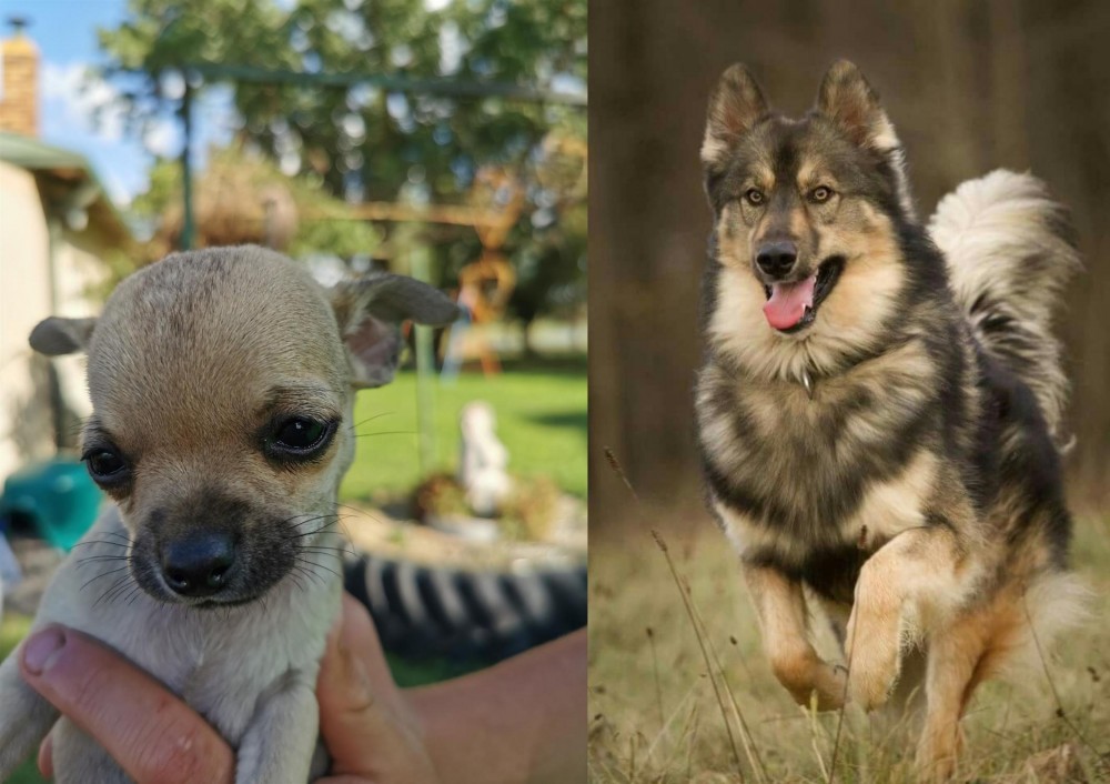 Native American Indian Dog vs Chihuahua - Breed Comparison
