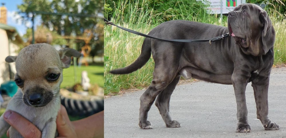 Neapolitan Mastiff vs Chihuahua - Breed Comparison