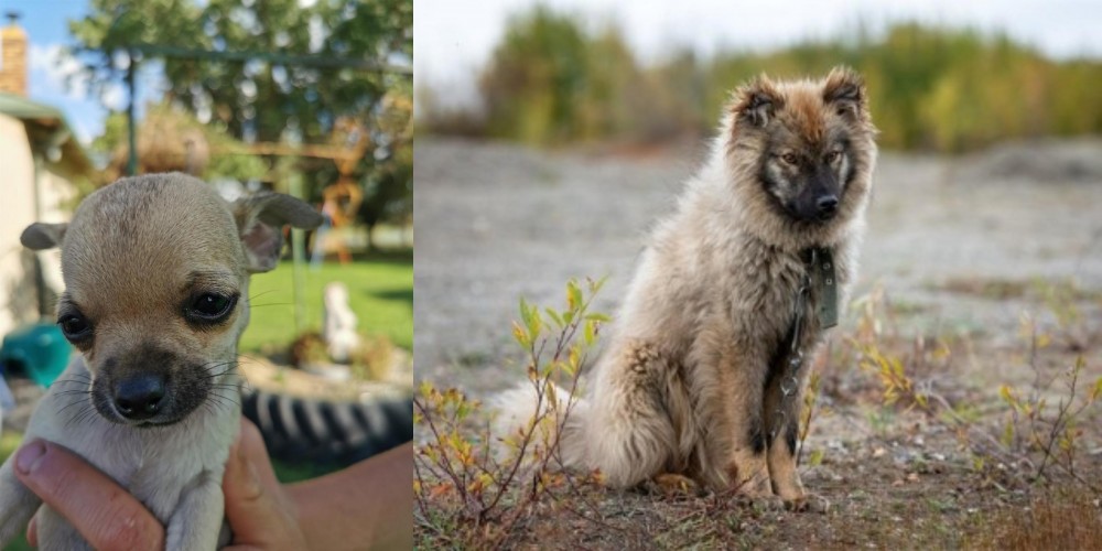 Nenets Herding Laika vs Chihuahua - Breed Comparison