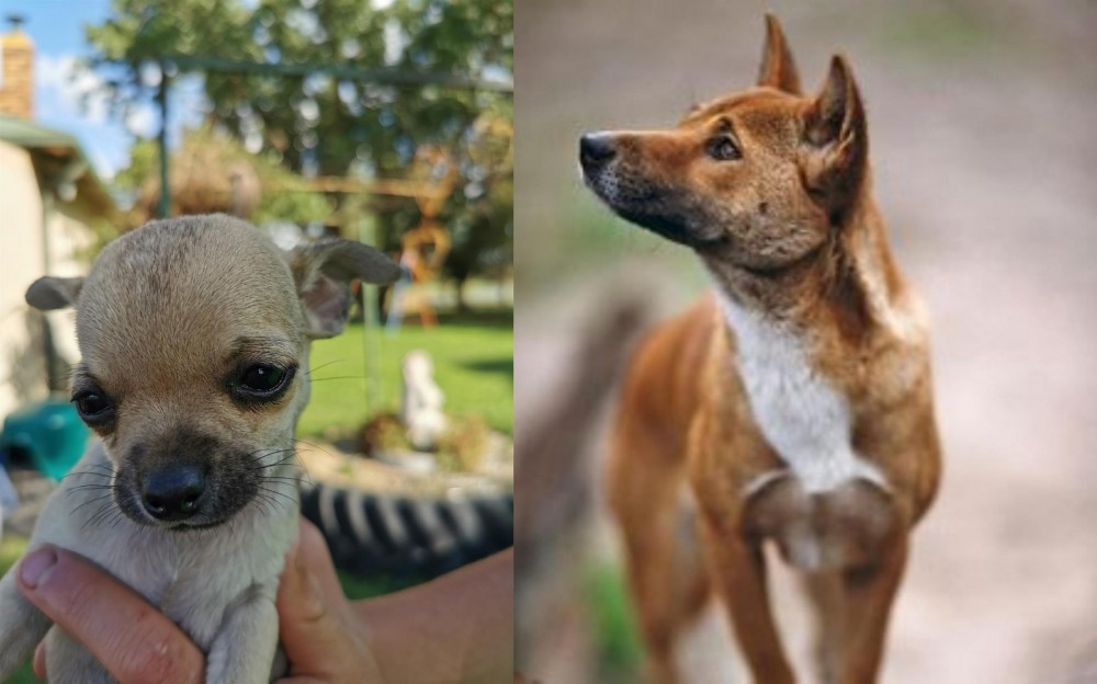 New Guinea Singing Dog vs Chihuahua - Breed Comparison