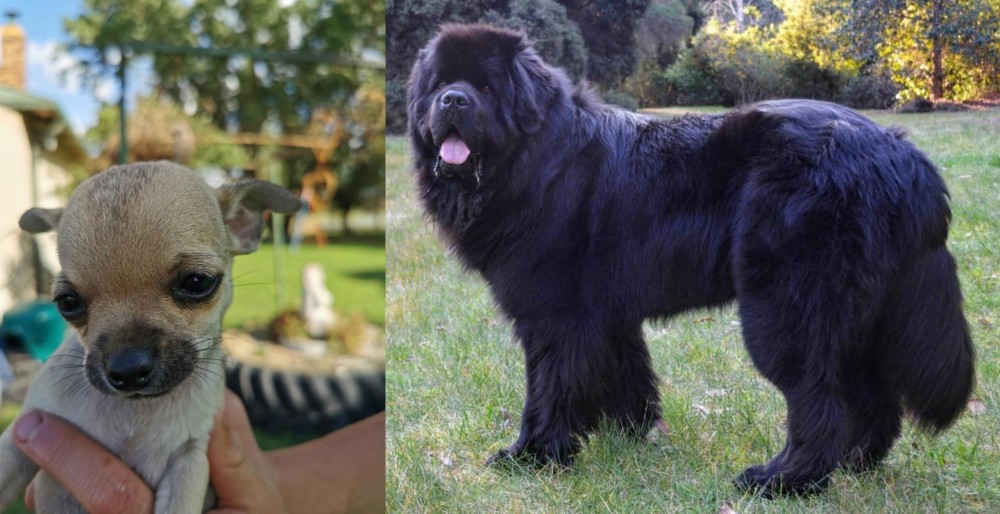 Newfoundland Dog vs Chihuahua - Breed Comparison