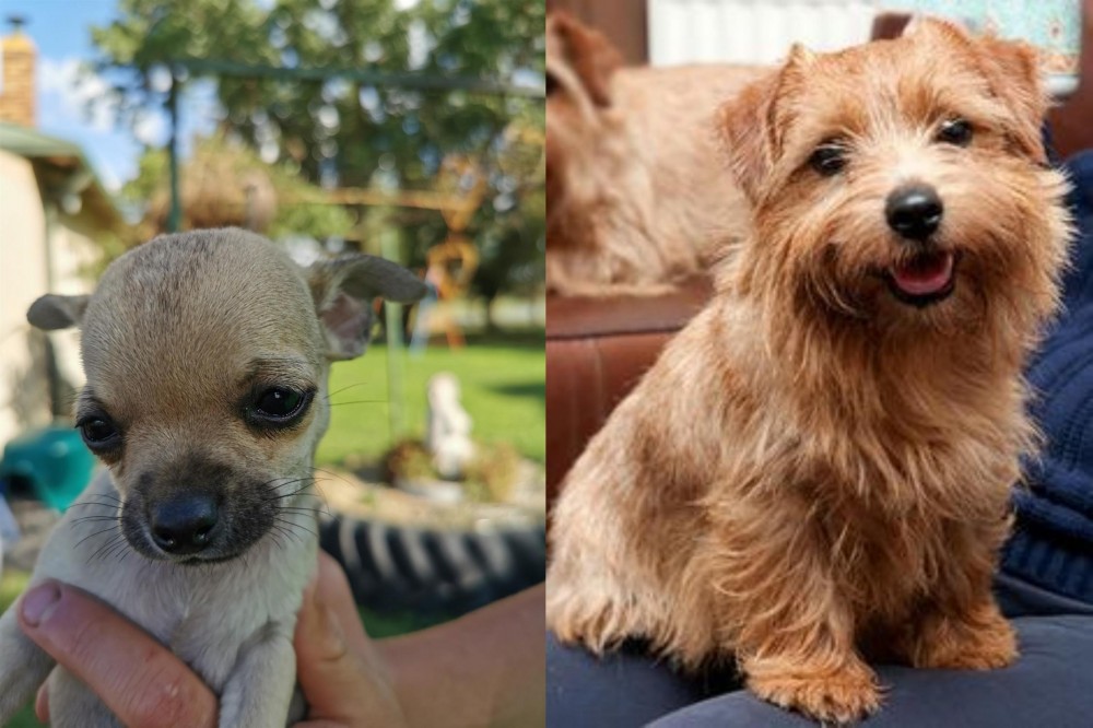 Norfolk Terrier vs Chihuahua - Breed Comparison