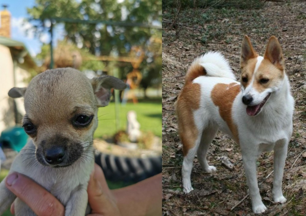 Norrbottenspets vs Chihuahua - Breed Comparison