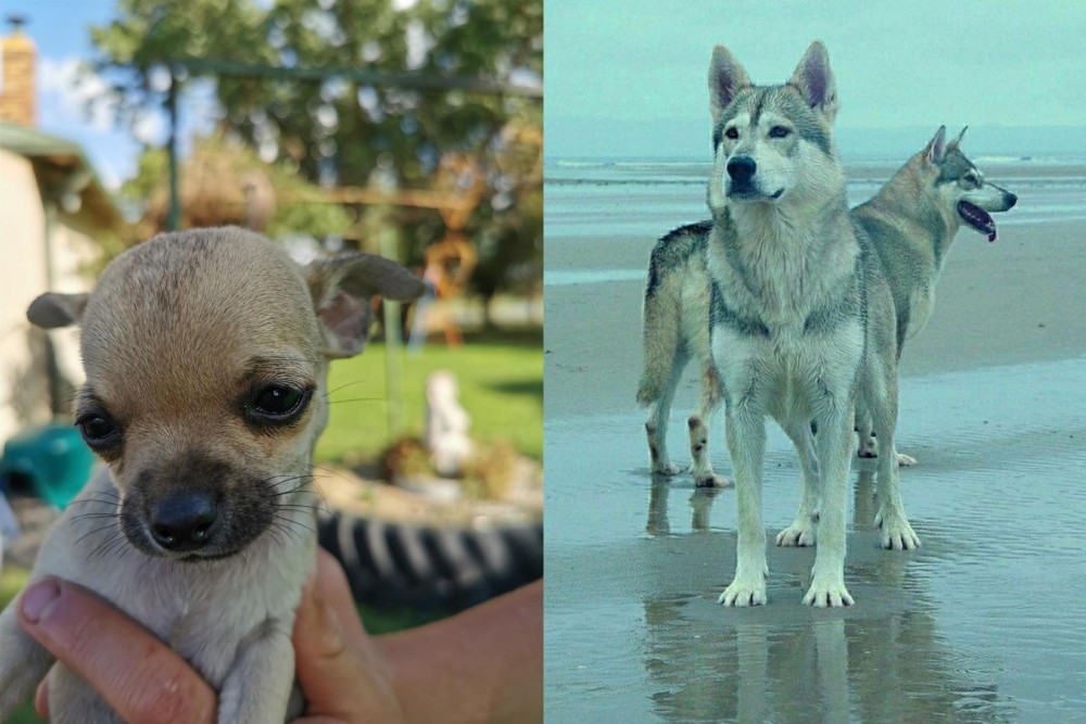 Northern Inuit Dog vs Chihuahua - Breed Comparison