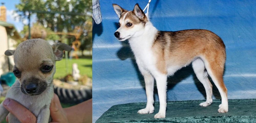 Norwegian Lundehund vs Chihuahua - Breed Comparison