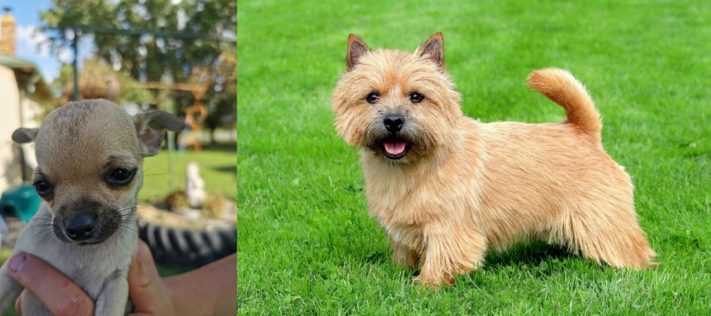Norwich Terrier vs Chihuahua - Breed Comparison
