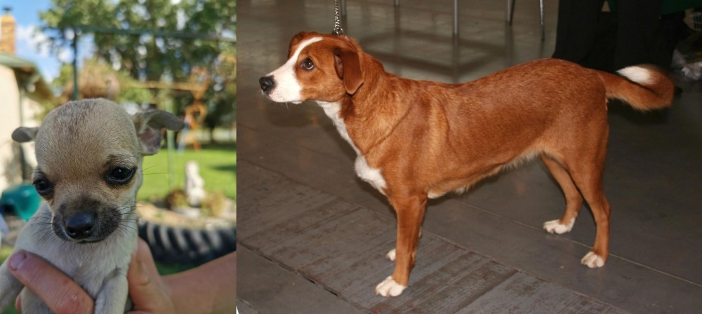 Osterreichischer Kurzhaariger Pinscher vs Chihuahua - Breed Comparison