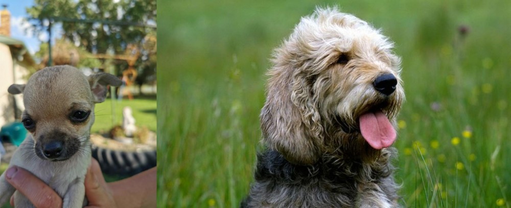 Otterhound vs Chihuahua - Breed Comparison