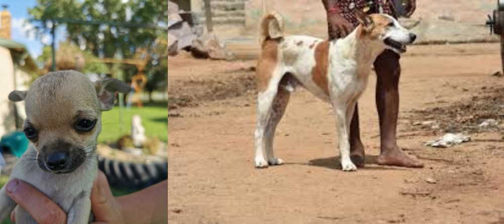 Pandikona vs Chihuahua - Breed Comparison