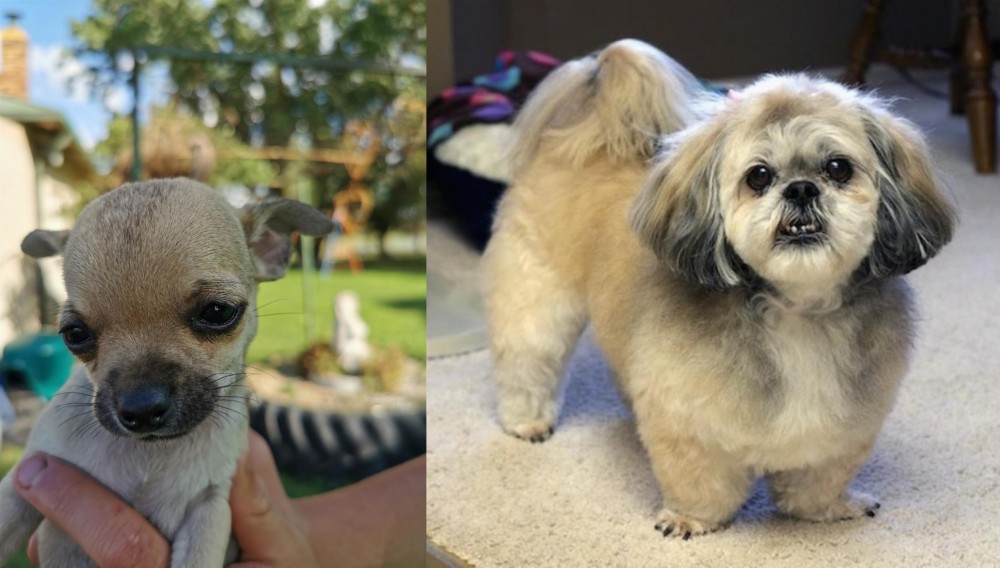 PekePoo vs Chihuahua - Breed Comparison