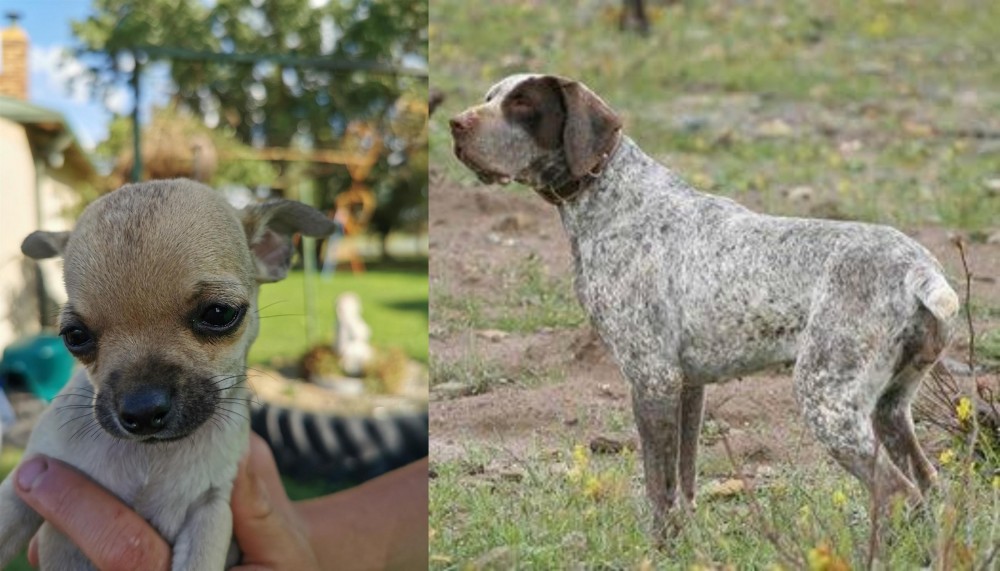Perdiguero de Burgos vs Chihuahua - Breed Comparison