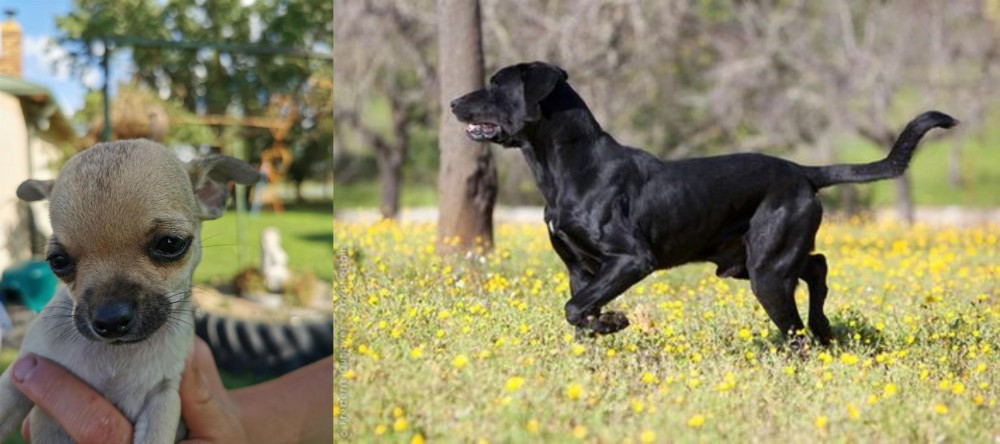 Perro de Pastor Mallorquin vs Chihuahua - Breed Comparison