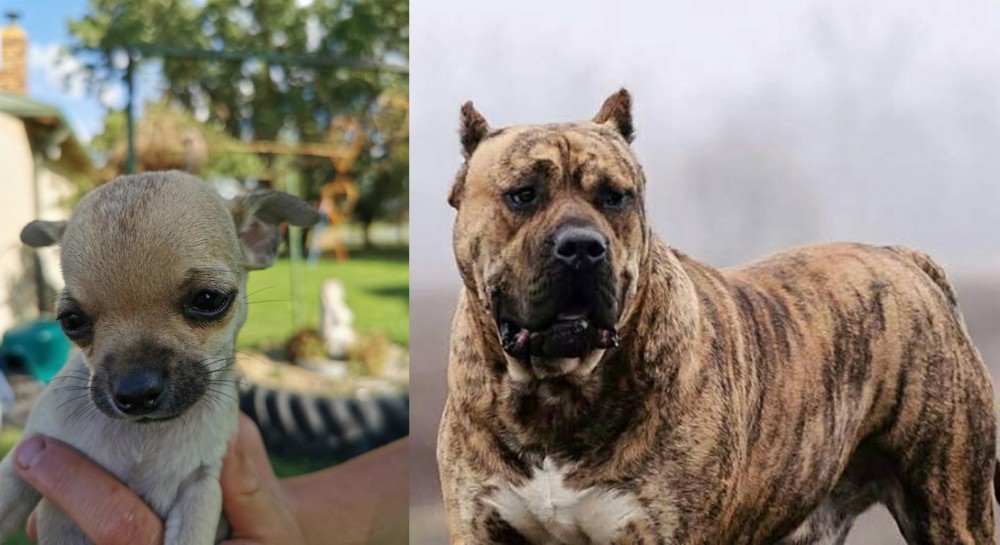 Perro de Presa Canario vs Chihuahua - Breed Comparison