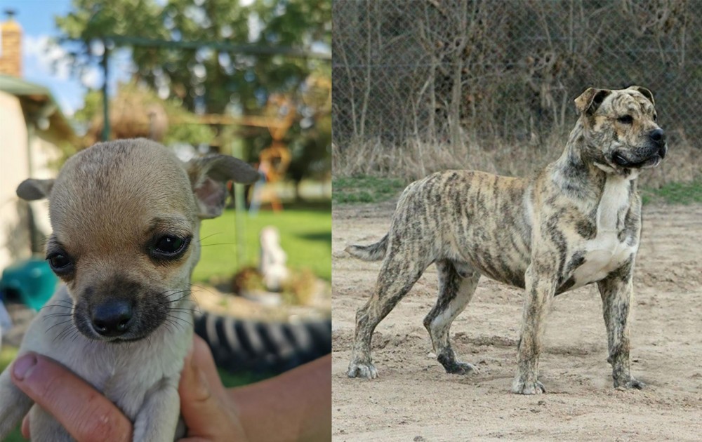 Perro de Presa Mallorquin vs Chihuahua - Breed Comparison