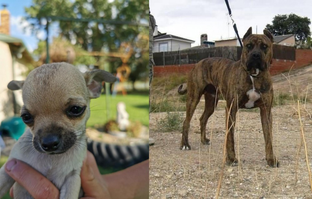 Perro de Toro vs Chihuahua - Breed Comparison