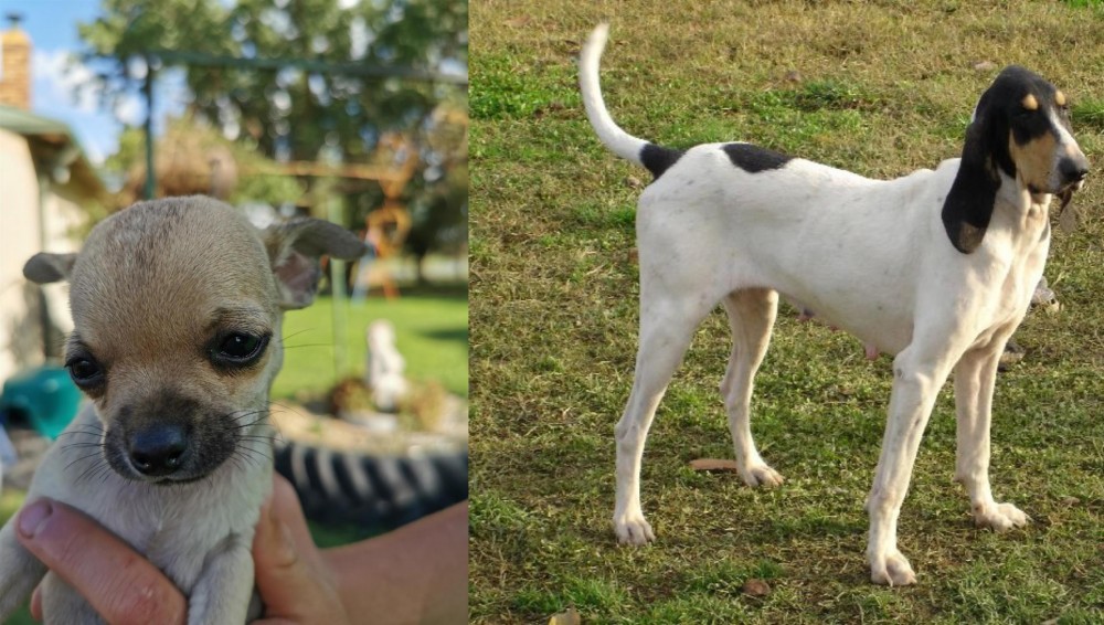 Petit Gascon Saintongeois vs Chihuahua - Breed Comparison