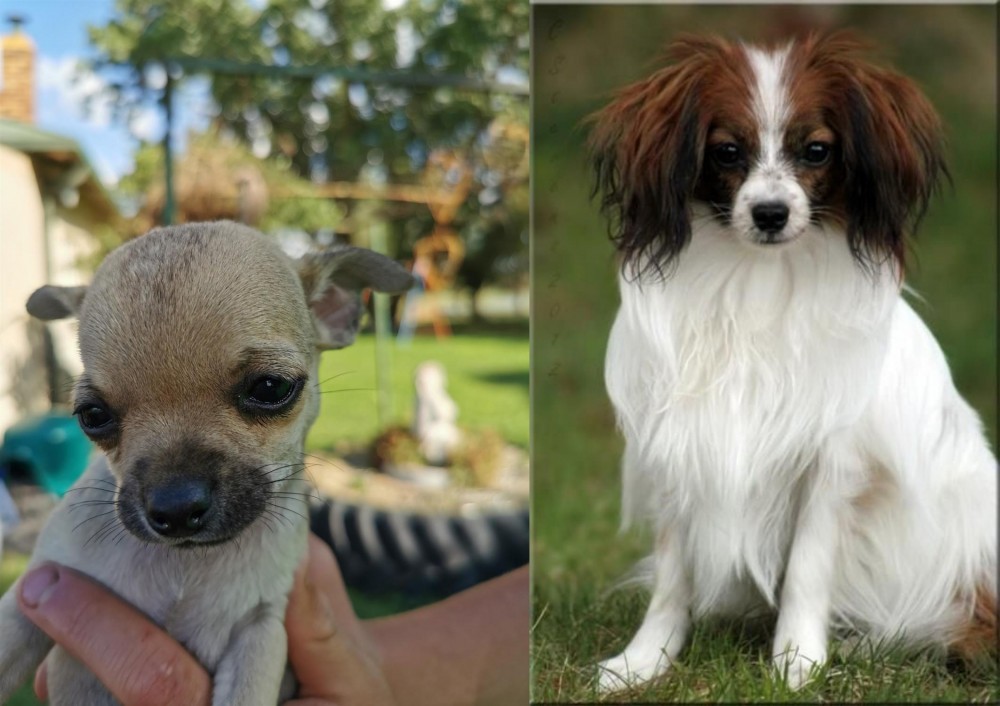 Phalene vs Chihuahua - Breed Comparison