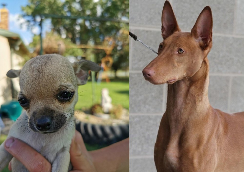 Pharaoh Hound vs Chihuahua - Breed Comparison