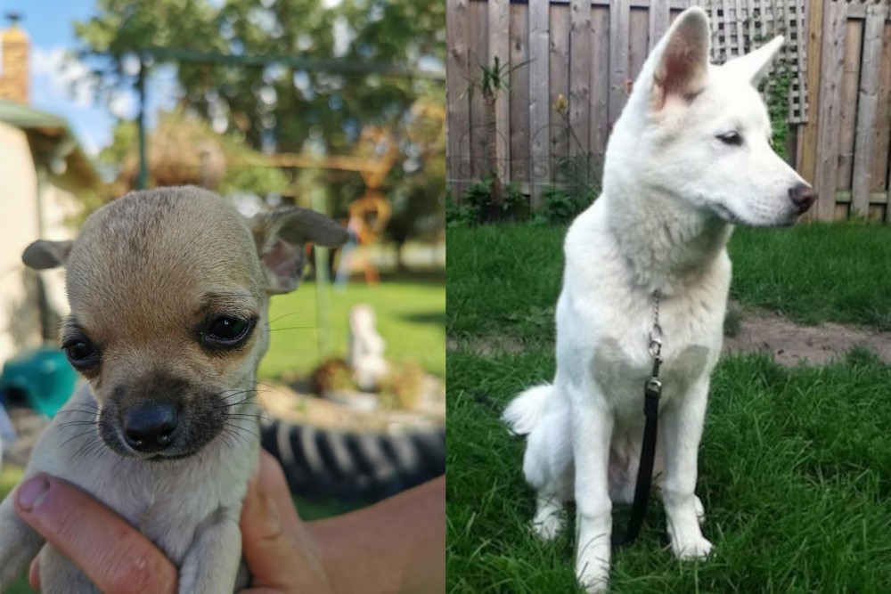 Phung San vs Chihuahua - Breed Comparison