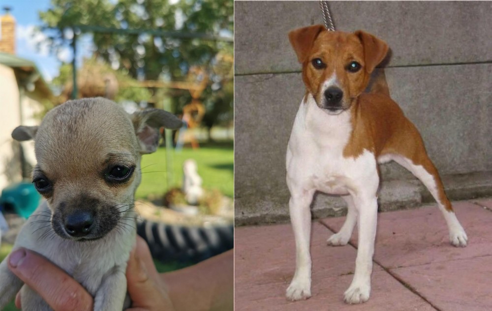 Plummer Terrier vs Chihuahua - Breed Comparison