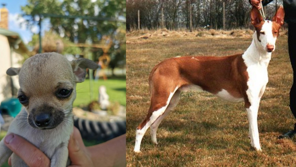 Podenco Canario vs Chihuahua - Breed Comparison