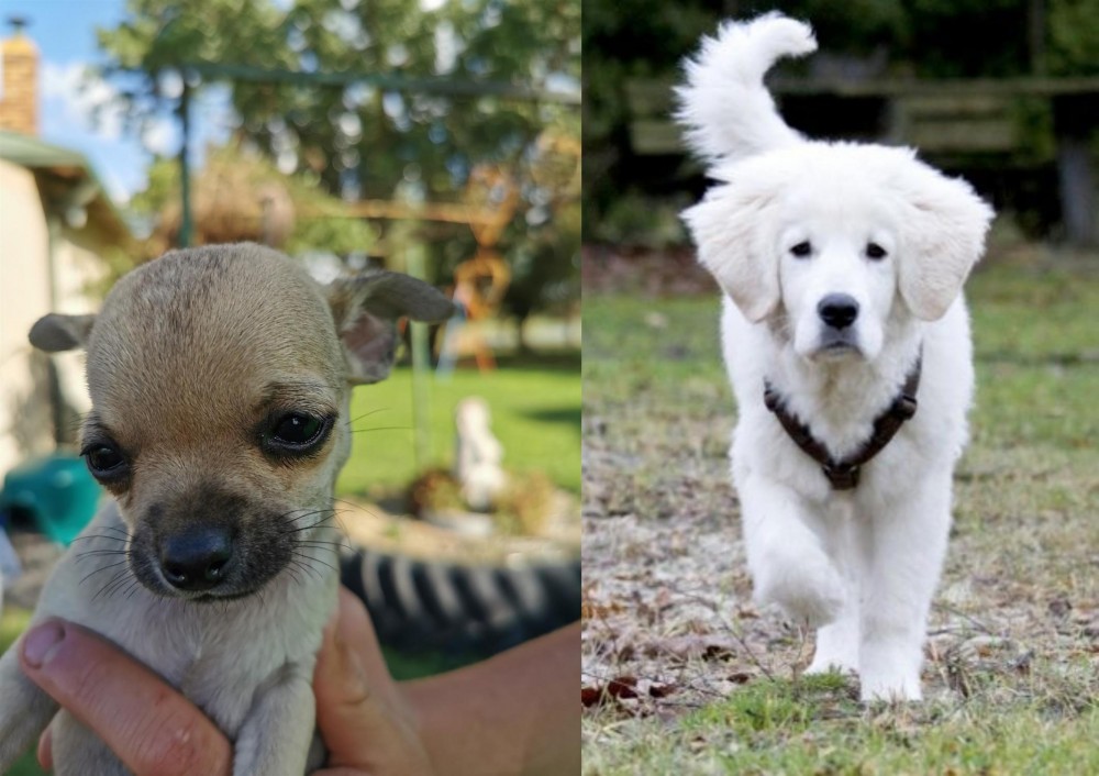 Polish Tatra Sheepdog vs Chihuahua - Breed Comparison