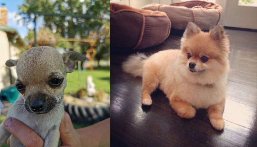 Pomeranian vs Chihuahua - Breed Comparison