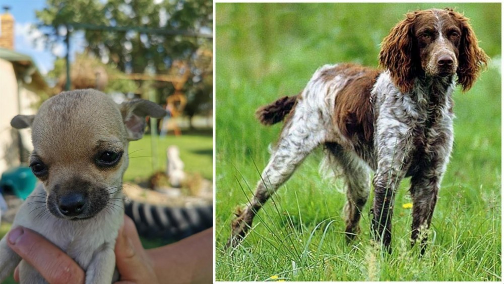 Pont-Audemer Spaniel vs Chihuahua - Breed Comparison