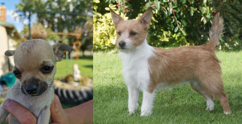 Portuguese Podengo vs Chihuahua - Breed Comparison