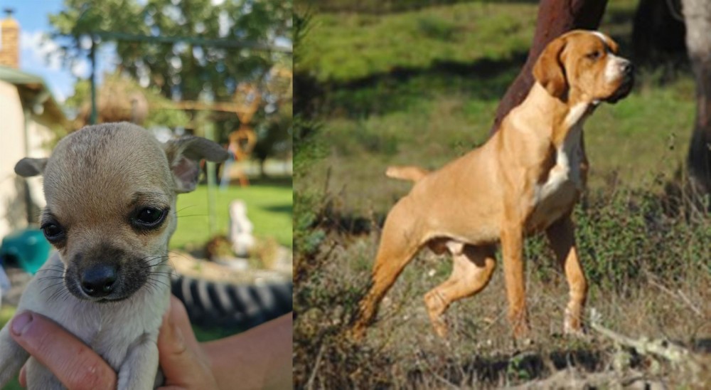 Portuguese Pointer vs Chihuahua - Breed Comparison
