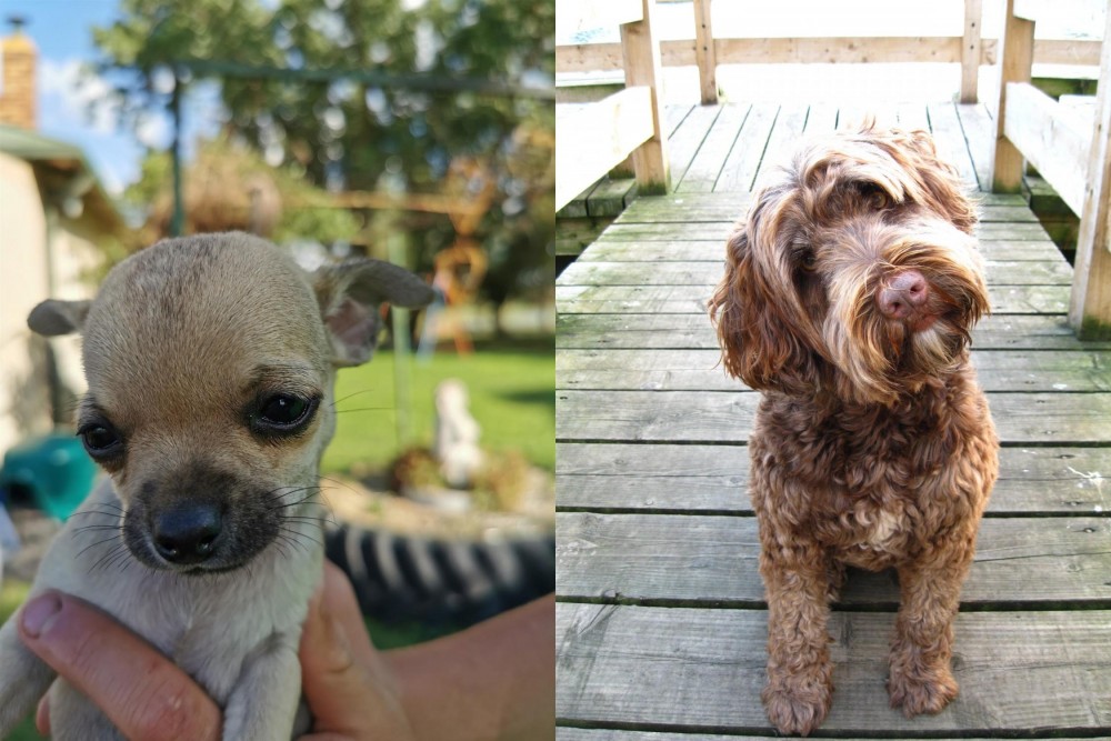 Portuguese Water Dog vs Chihuahua - Breed Comparison