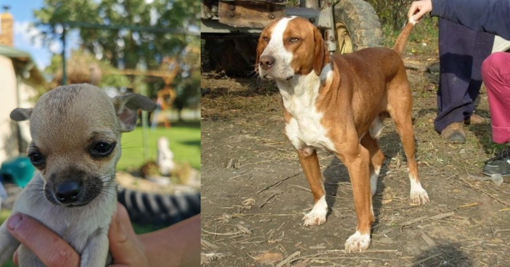 Posavac Hound vs Chihuahua - Breed Comparison