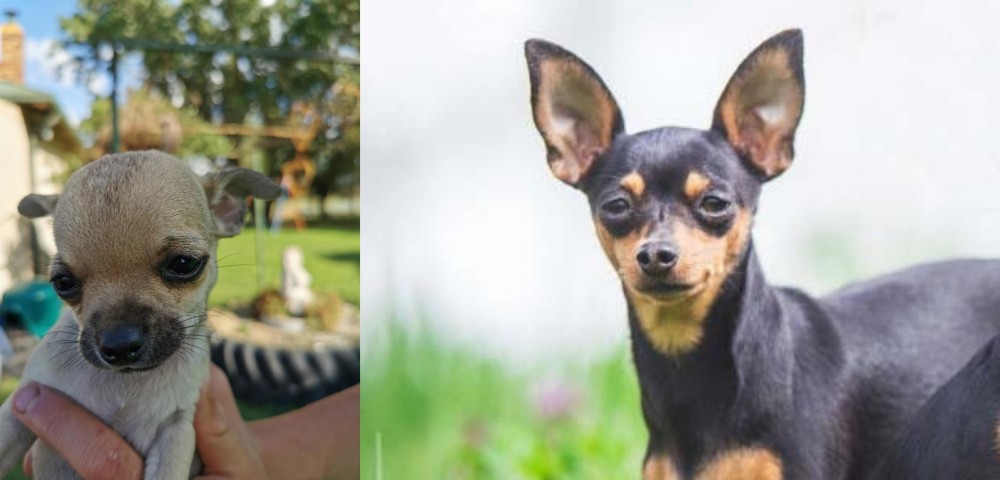 Prazsky Krysarik vs Chihuahua - Breed Comparison