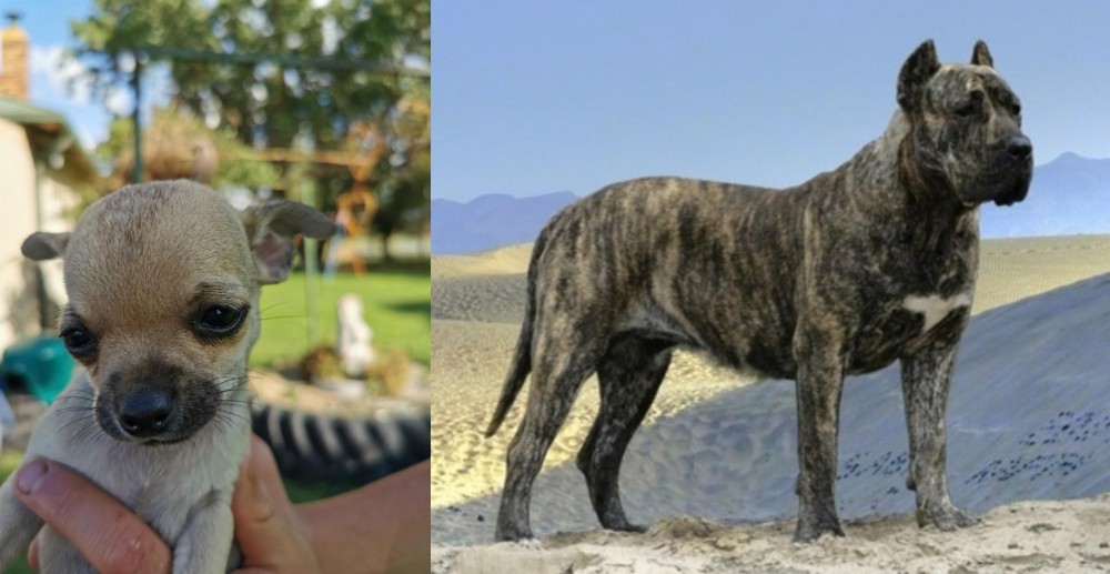 Presa Canario vs Chihuahua - Breed Comparison