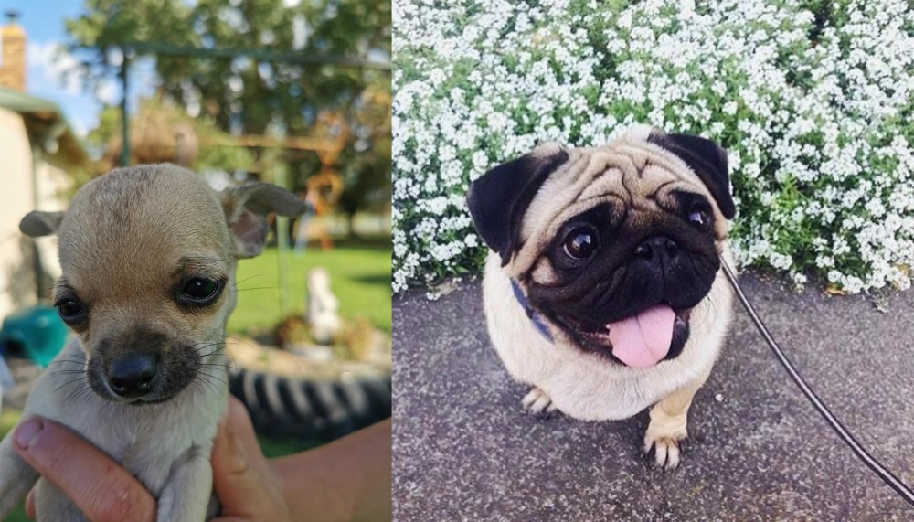 Pug vs Chihuahua - Breed Comparison