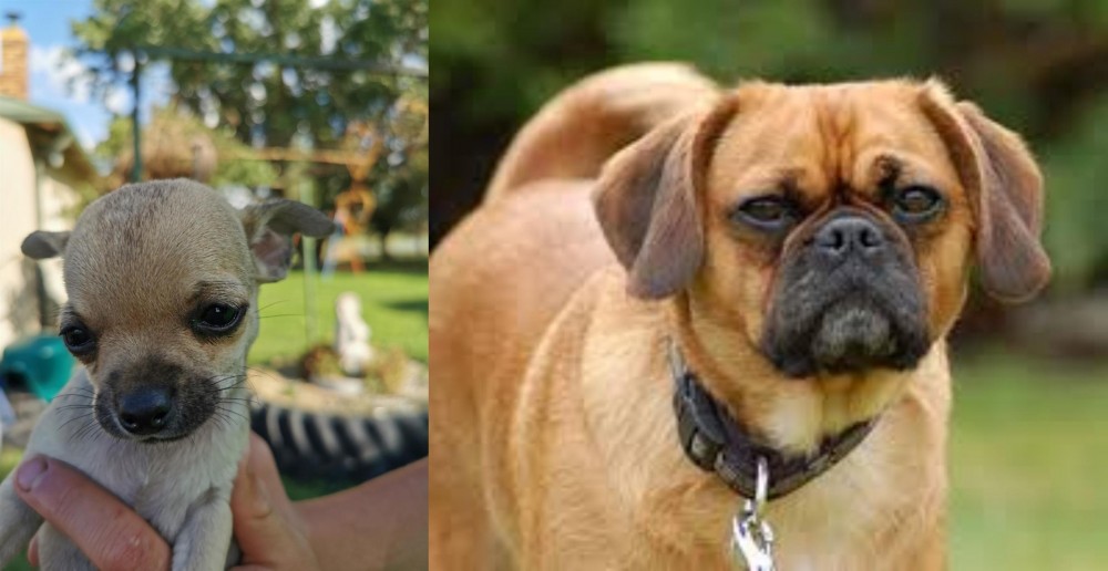 Pugalier vs Chihuahua - Breed Comparison