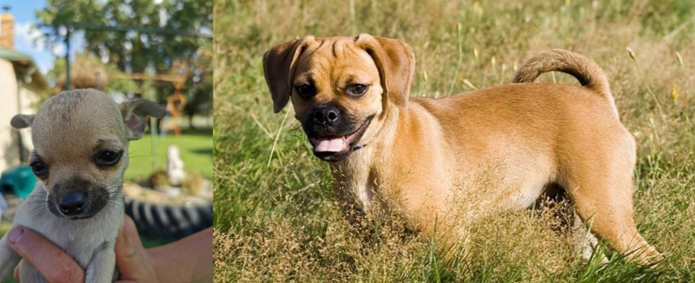 Puggle vs Chihuahua - Breed Comparison