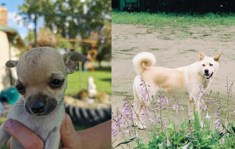 Pungsan Dog vs Chihuahua - Breed Comparison