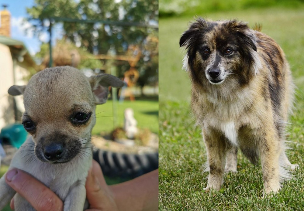 Pyrenean Shepherd vs Chihuahua - Breed Comparison