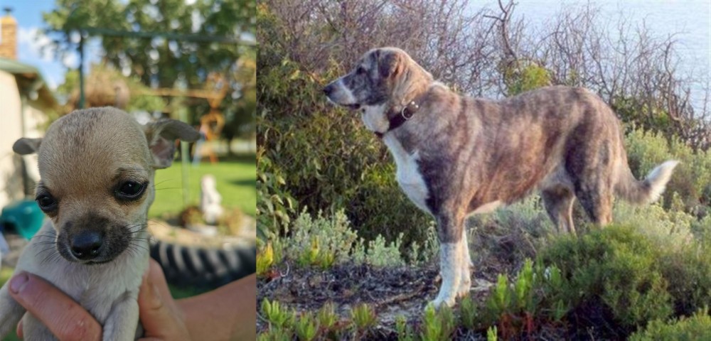 Rafeiro do Alentejo vs Chihuahua - Breed Comparison