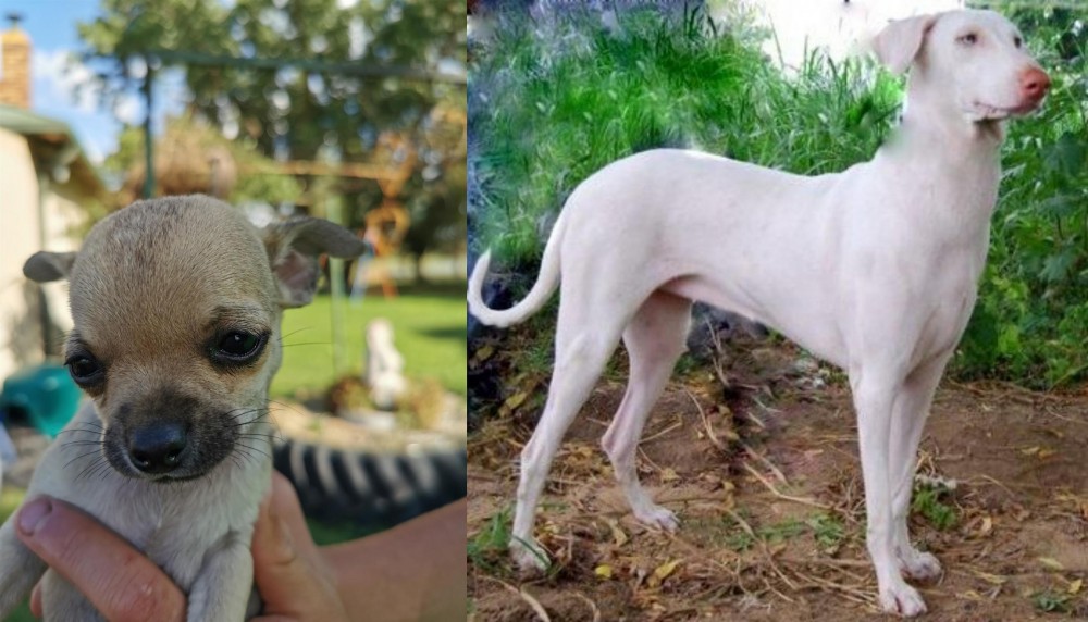 Rajapalayam vs Chihuahua - Breed Comparison