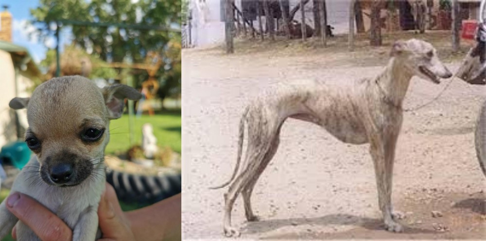 Rampur Greyhound vs Chihuahua - Breed Comparison
