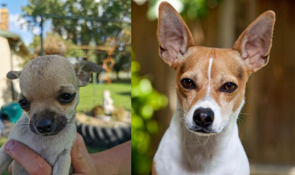 Rat Terrier vs Chihuahua - Breed Comparison