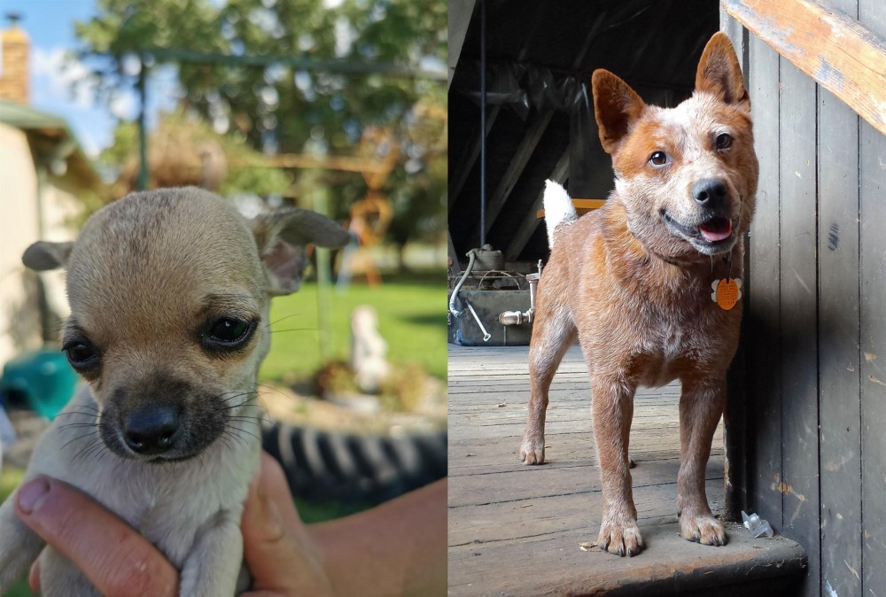 Red Heeler vs Chihuahua - Breed Comparison