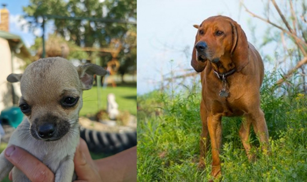 Redbone Coonhound vs Chihuahua - Breed Comparison