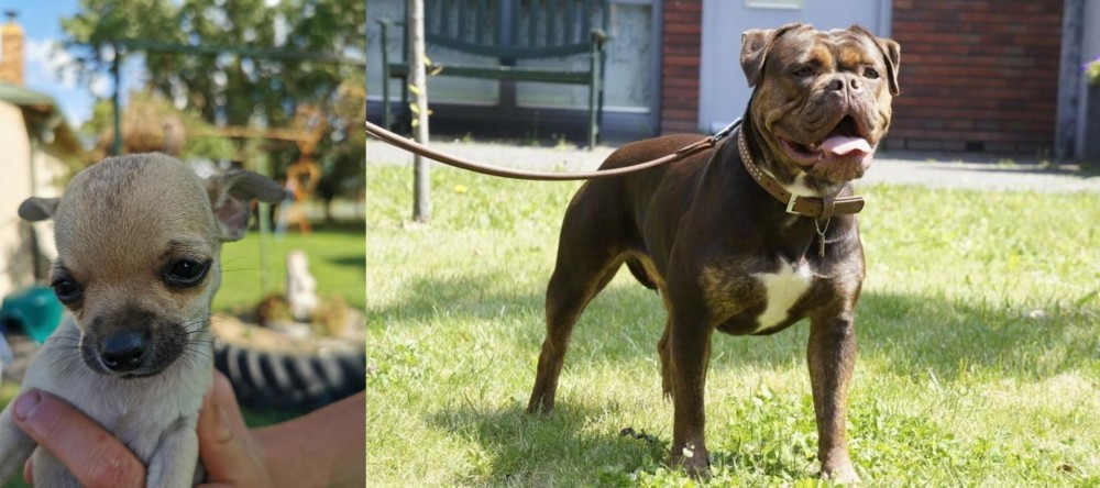 Renascence Bulldogge vs Chihuahua - Breed Comparison