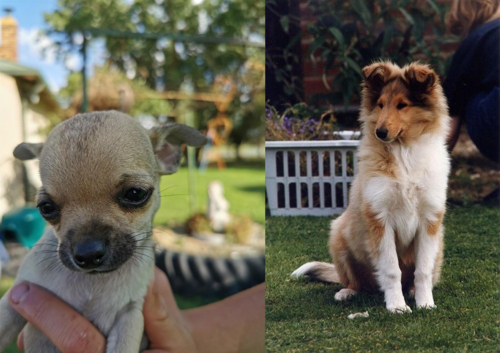 Rough Collie vs Chihuahua - Breed Comparison