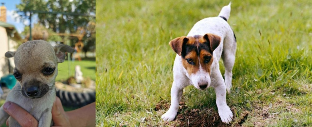Russell Terrier vs Chihuahua - Breed Comparison